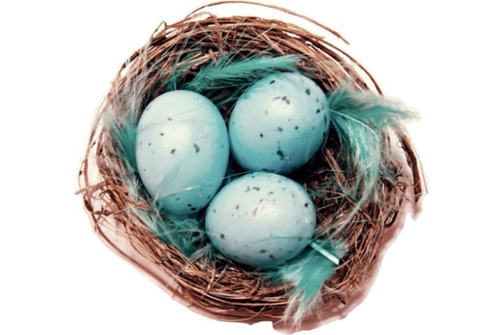 eggs in a nest