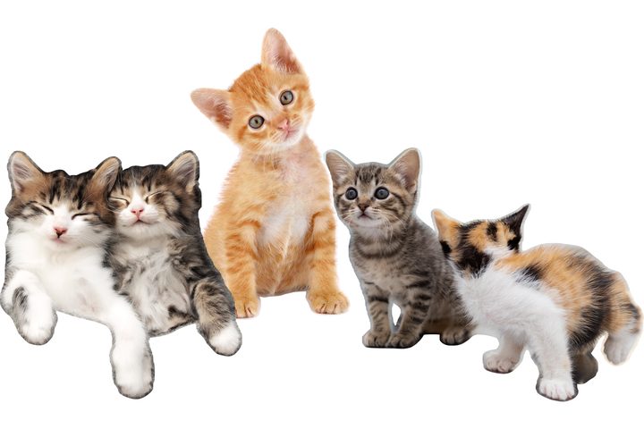 kittens