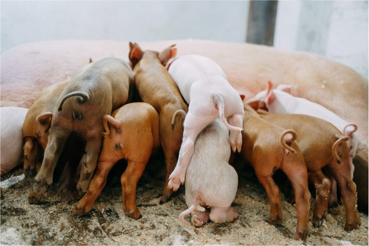 piglets
