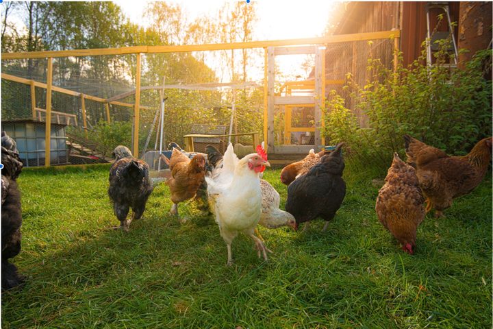 chickens in a garden