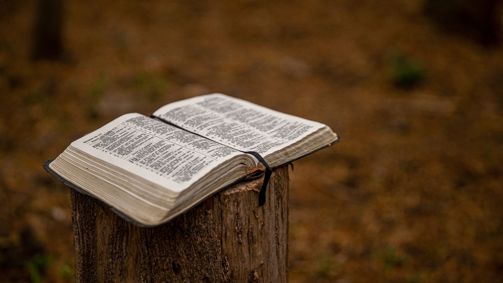 An open Bible resting on a weathered tree stump in woodland